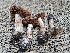  (Cortinarius sp. PNW49 - FDS-CA-05189)  @11 [ ] by (2024) Mandy Hackney Fungal Diversity Survey