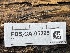 ( - FDS-CA-05295)  @11 [ ] by-nc (2024) Damon Tighe Fungal Diversity Survey