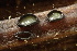  ( - FDS-CA-05295)  @11 [ ] by-nc (2024) Damon Tighe Fungal Diversity Survey