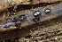  (Lophodermium pinastri - FDS-CA-05295)  @11 [ ] by-nc (2024) Damon Tighe Fungal Diversity Survey