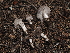  ( - FDS-CA-04712)  @11 [ ] by (2024) Justin Paulin Fungal Diversity Survey