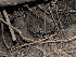  ( - FDS-CA-04712)  @11 [ ] by (2024) Justin Paulin Fungal Diversity Survey