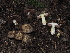  (Agaricus sp. CA04 x CA09 - FDS-CA-04713)  @11 [ ] by (2024) Justin Paulin Fungal Diversity Survey