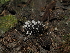  (Chrysosporium sp. CA01 - FDS-CA-04724)  @11 [ ] by (2024) Justin Paulin Fungal Diversity Survey