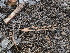  ( - FDS-CA-04730)  @11 [ ] by (2024) Justin Paulin Fungal Diversity Survey