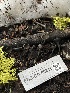  ( - FDS-CA-00211)  @11 [ ] by-nc (2024) Dean Lyons Fungal Diversity Survey