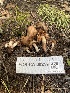  ( - FDS-CA-00217)  @11 [ ] by-nc (2024) Dean Lyons Fungal Diversity Survey