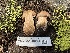  ( - FDS-CA-00224)  @11 [ ] by-nc (2024) Dean Lyons Fungal Diversity Survey