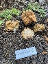  ( - FDS-CA-00225)  @11 [ ] by-nc (2024) Dean Lyons Fungal Diversity Survey
