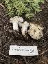  ( - FDS-CA-00226)  @11 [ ] by-nc (2024) Dean Lyons Fungal Diversity Survey