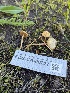  ( - FDS-CA-00227)  @11 [ ] by-nc (2024) Dean Lyons Fungal Diversity Survey