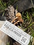  ( - FDS-CA-00228)  @11 [ ] by-nc (2024) Dean Lyons Fungal Diversity Survey
