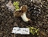  ( - FDS-CA-00235)  @11 [ ] by-nc (2024) Dean Lyons Fungal Diversity Survey