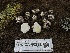  ( - FDS-CA-00239)  @11 [ ] by-nc (2024) Dean Lyons Fungal Diversity Survey
