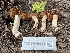  ( - FDS-CA-00241)  @11 [ ] by-nc (2024) Dean Lyons Fungal Diversity Survey