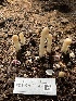  ( - FDS-CA-00242)  @11 [ ] by-nc (2024) Dean Lyons Fungal Diversity Survey