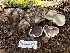  ( - FDS-CA-00243)  @11 [ ] by-nc (2024) Dean Lyons Fungal Diversity Survey