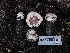  (Agaricus - FDS-CA-04263)  @11 [ ] by-nc (2024) Fresno Mycology Society Fungal Diversity Survey
