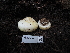  ( - FDS-CA-04266)  @11 [ ] by-nc (2024) Fresno Mycology Society Fungal Diversity Survey