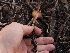  ( - FDS-CA-04268)  @11 [ ] by-nc (2024) Fresno Mycology Society Fungal Diversity Survey