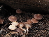  ( - FDS-CA-04268)  @11 [ ] by-nc (2024) Fresno Mycology Society Fungal Diversity Survey