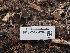  ( - FDS-CA-04269)  @11 [ ] by-nc (2024) Fresno Mycology Society Fungal Diversity Survey