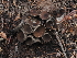  ( - FDS-CA-04269)  @11 [ ] by-nc (2024) Fresno Mycology Society Fungal Diversity Survey