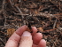  ( - FDS-CA-04269)  @11 [ ] by-nc (2024) Fresno Mycology Society Fungal Diversity Survey