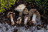  ( - FDS-CA-00207)  @11 [ ] by-nc (2024) Dean Lyons Fungal Diversity Survey