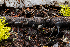  ( - FDS-CA-00211)  @11 [ ] by-nc (2024) Dean Lyons Fungal Diversity Survey