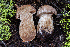  ( - FDS-CA-00224)  @11 [ ] by-nc (2024) Dean Lyons Fungal Diversity Survey