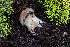  ( - FDS-CA-00224)  @11 [ ] by-nc (2024) Dean Lyons Fungal Diversity Survey