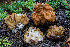  ( - FDS-CA-00225)  @11 [ ] by-nc (2024) Dean Lyons Fungal Diversity Survey
