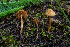  ( - FDS-CA-00227)  @11 [ ] by-nc (2024) Dean Lyons Fungal Diversity Survey