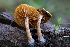  ( - FDS-CA-00228)  @11 [ ] by-nc (2024) Dean Lyons Fungal Diversity Survey
