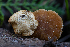  ( - FDS-CA-00228)  @11 [ ] by-nc (2024) Dean Lyons Fungal Diversity Survey