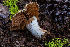  (Phlegmacium agnostum - FDS-CA-00235)  @11 [ ] by-nc (2024) Dean Lyons Fungal Diversity Survey