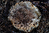  ( - FDS-CA-00235)  @11 [ ] by-nc (2024) Dean Lyons Fungal Diversity Survey