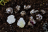  (Leucophleps - FDS-CA-00239)  @11 [ ] by-nc (2024) Dean Lyons Fungal Diversity Survey