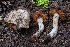  (Cortinarius sp. PNW51 - FDS-CA-00241)  @11 [ ] by-nc (2024) Dean Lyons Fungal Diversity Survey