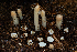  ( - FDS-CA-00242)  @11 [ ] by-nc (2024) Dean Lyons Fungal Diversity Survey