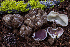  ( - FDS-CA-00243)  @11 [ ] by-nc (2024) Dean Lyons Fungal Diversity Survey
