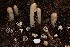  ( - FDS-CA-00242)  @11 [ ] by-nc (2024) Dean Lyons Fungal Diversity Survey