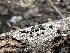  ( - FDS-CA-01662)  @11 [ ] c (2024) Rudy Diaz Fungal Diversity Survey