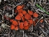  (Scutellinia sp. CA09 - FDS-CA-00610)  @11 [ ] by-nc (2024) Warren Cardimona Fungal Diversity Survey