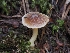  (Inocybe sp. CA62 - FDS-CA-00611)  @11 [ ] by-nc (2024) Warren Cardimona Fungal Diversity Survey