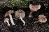  ( - FDS-CA-00613)  @11 [ ] by-nc (2024) Warren Cardimona Fungal Diversity Survey