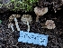  ( - FDS-CA-00613)  @11 [ ] by-nc (2024) Warren Cardimona Fungal Diversity Survey