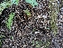  ( - FDS-CA-00613)  @11 [ ] by-nc (2024) Warren Cardimona Fungal Diversity Survey