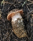  (Cortinarius truckeensis - FDS-CA-00621)  @11 [ ] by-nc (2024) Warren Cardimona Fungal Diversity Survey